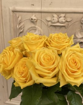 Roses jaunes Meifazeda
