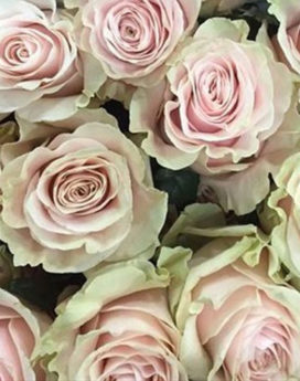 Roses Roses Pink Mondial Fleuriste Neuville sur Saône Fleurs mariage Lyon Livraison Cours art floral deuil Livraison express Fleuriste interflora