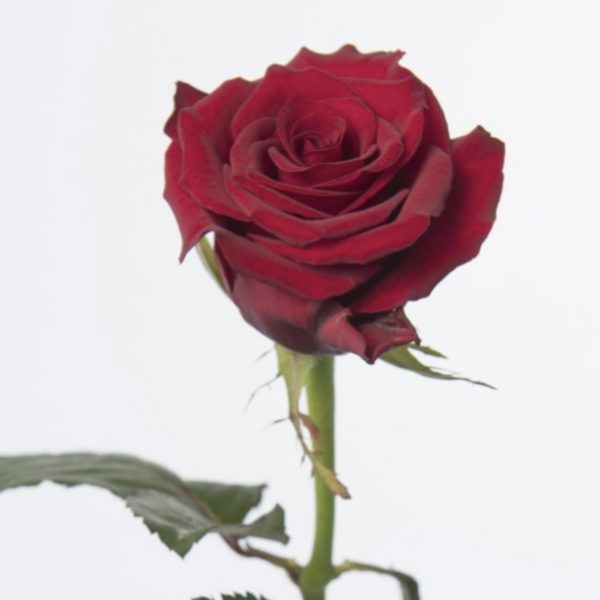 bouquet de roses rouges à neuville sur saone ou lyon