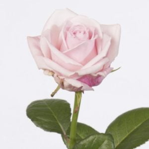 bouquet de roses roses à neuville sur saone ou lyon