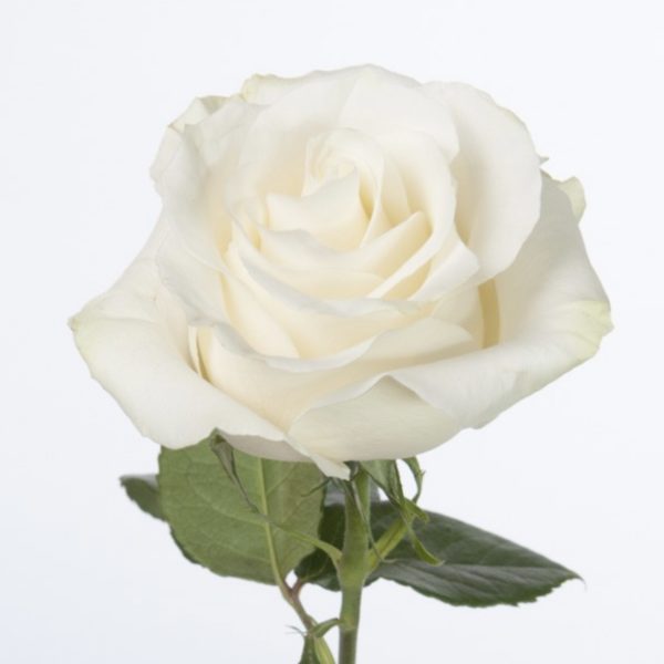 bouquet de roses blanches à neuville sur saone ou lyon