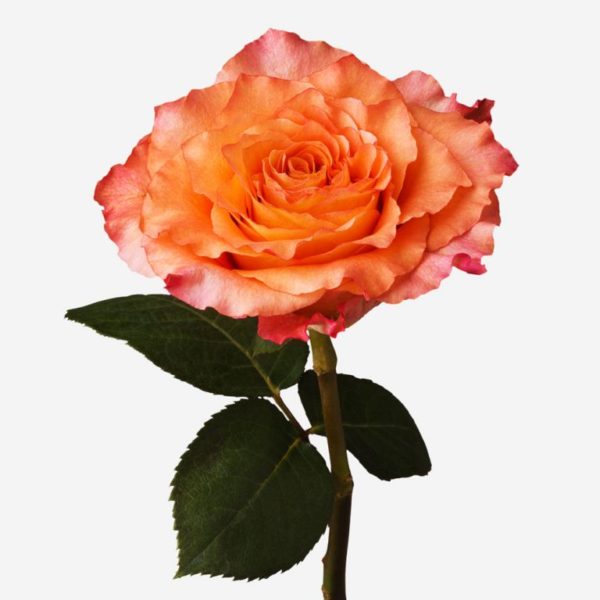 bouquet de roses orange à neuville sur saone ou lyon