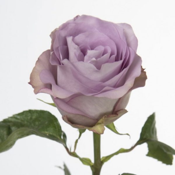 bouquet de roses violettes à neuville sur saone ou lyon