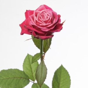 bouquet de roses fuchsia à neuville sur saone ou lyon