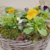 pensées de toussaint livraison au cimetière fleuriste à neuville sur saone
