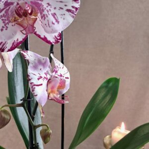 orchidée française au paradis des fleurs fleuriste neuville sur saone