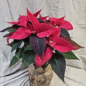 poinsettia production française au paradis des fleurs neuville sur saone