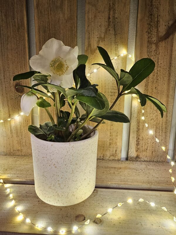 petite hellebore plante hivernale